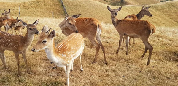 Çiftlikte yaşayan ve fotoğraf çeken hayvanlara yaklaşma fırsatım oldu..