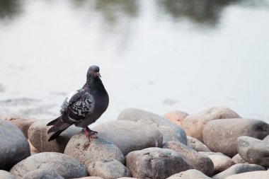 Buzlu suya yakın gri güvercin standları