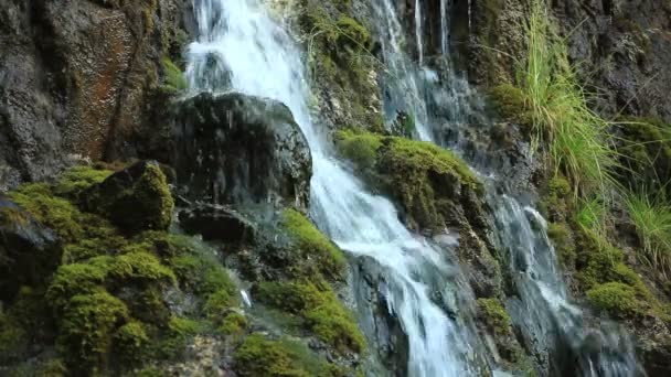 Chute d'eau dans la forêt d'automne — Video