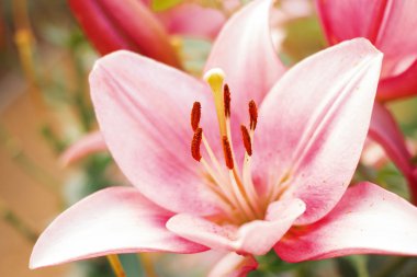 Zephyranthes çiçek. Peri lily, rainflower, Zephyr'i, büyü, Atamasco ve yağmur bu cins içinde tür ortak adlarını içerir 