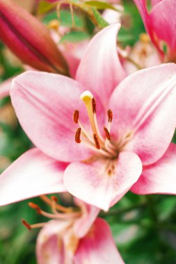 Zephyranthes çiçek. Peri lily, rainflower, Zephyr'i, büyü, Atamasco ve yağmur bu cins içinde tür ortak adlarını içerir
