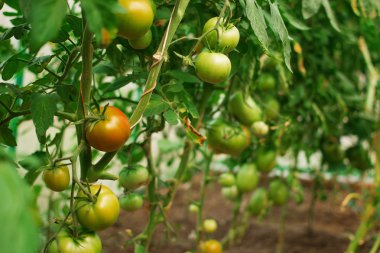 Bir serada büyüyen hydroponic domates