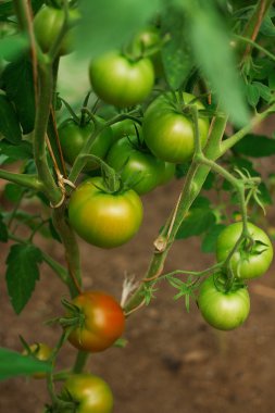 Bir serada büyüyen hydroponic domates