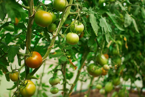 Гидропонные помидоры растут в теплице — стоковое фото