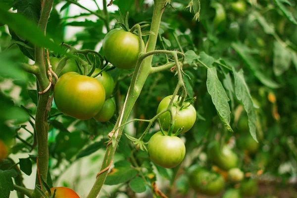 Hydroponic tomato growing in a greenhouse — Stock Photo, Image