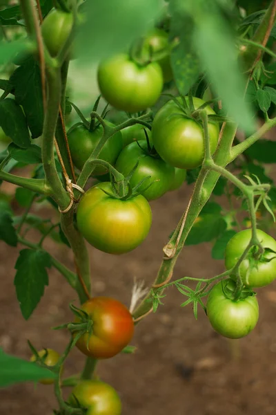Tomate hidropônico crescendo em estufa — Fotografia de Stock
