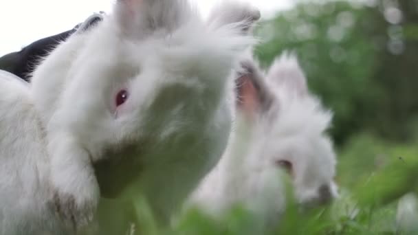 Kleines lustiges Kaninchen läuft im Sommer auf dem Feld — Stockvideo