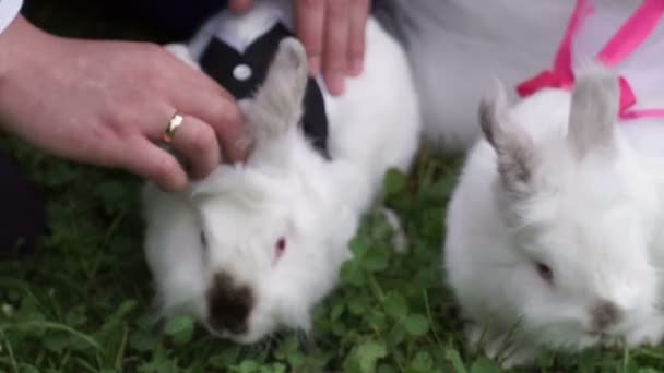 Pequeño conejo divertido corriendo en el campo en verano — Vídeo de stock