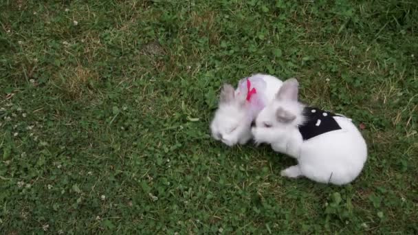 Kleines lustiges Kaninchen läuft im Sommer auf dem Feld — Stockvideo