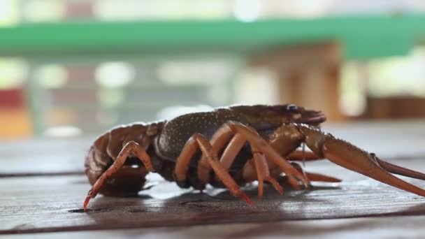 Crayfish is moving backwards — Stock Video