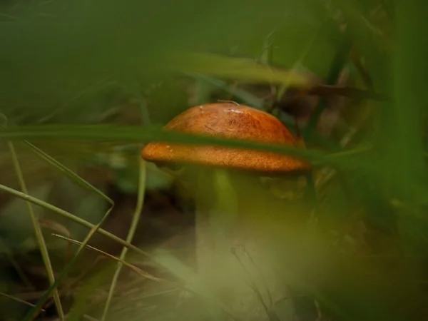 Cute Penny Bun Mushroom Growing Grass Beautiful Small Brown Cap — Stock Photo, Image