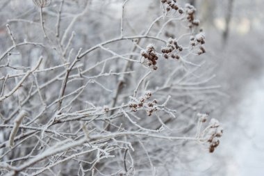 Noel kar ağaçları. Kış ormanında kar köknar ağaçları. Karda Noel ağacı dalları kapanır. Güneş köknar dalında parlıyor. Ormanda bir patika. Rusya 'da kış manzarası