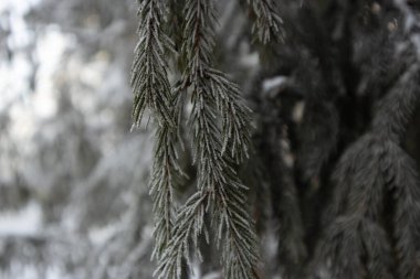 Noel kar ağaçları. Kış ormanında kar köknar ağaçları. Karda Noel ağacı dalları kapanır. Güneş köknar dalında parlıyor. Ormanda bir patika. Rusya 'da kış manzarası
