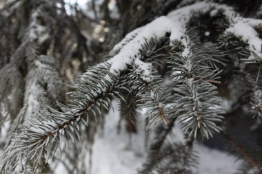 Noel kar ağaçları. Kış ormanında kar köknar ağaçları. Karda Noel ağacı dalları kapanır. Güneş köknar dalında parlıyor. Ormanda bir patika. Rusya 'da kış manzarası