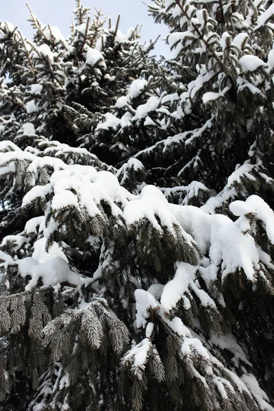 Noel Kar Ağaçları Kış Ormanında Kar Köknar Ağaçları Karda Noel — Stok fotoğraf