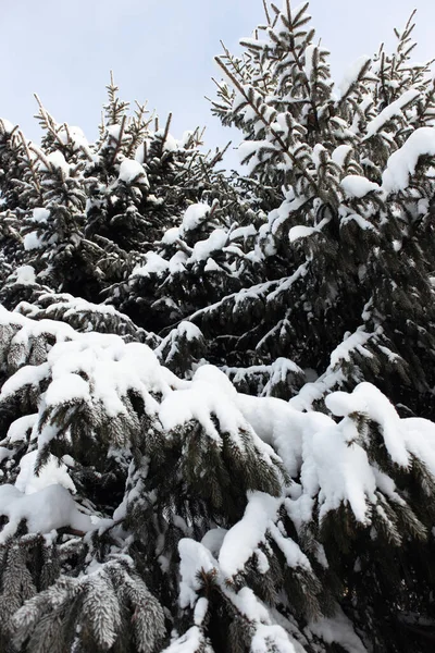 Árboles Nieve Navidad Abeto Nieve Bosque Invierno Rama Abeto Navidad —  Fotos de Stock