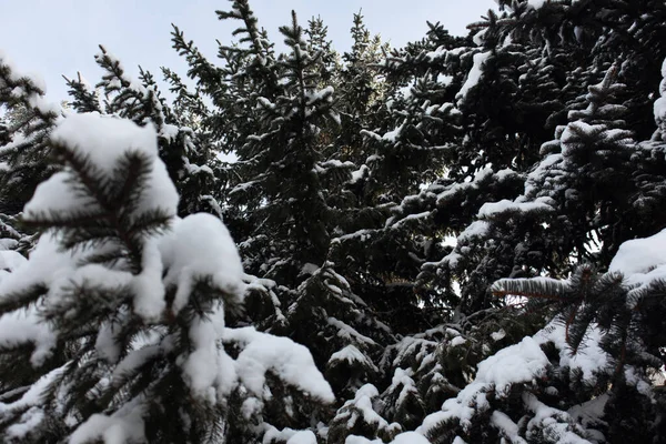 Świąteczne Śnieżne Drzewa Śnieżne Jodły Zimowym Lesie Boże Narodzenie Gałąź — Zdjęcie stockowe