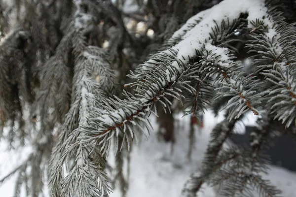 Noel Kar Ağaçları Kış Ormanında Kar Köknar Ağaçları Karda Noel — Stok fotoğraf