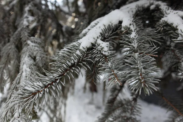 Noel Kar Ağaçları Kış Ormanında Kar Köknar Ağaçları Karda Noel — Stok fotoğraf