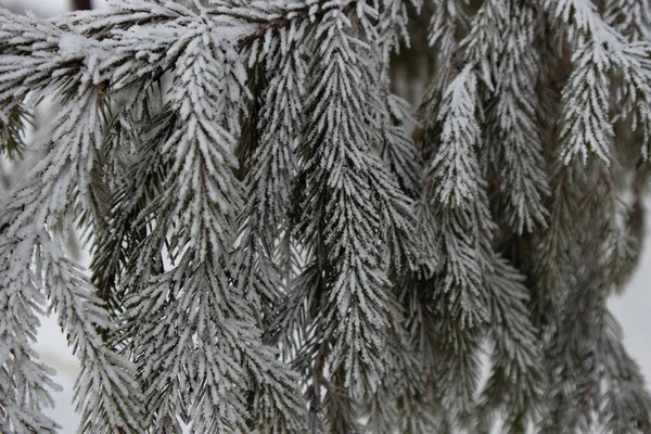 Noel Kar Ağaçları Kış Ormanında Kar Köknar Ağaçları Karda Noel — Stok fotoğraf