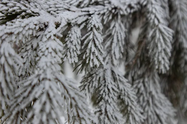 Christmas snow trees. Snow fir trees in winter forest. Christmas Fir branch in snow close up. Sun shine through the snow fir branch. Path in the woods. Winter landscape in Russia