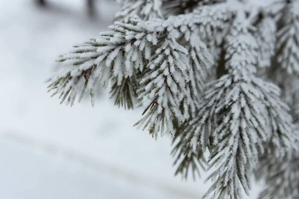 Noel Kar Ağaçları Kış Ormanında Kar Köknar Ağaçları Karda Noel — Stok fotoğraf