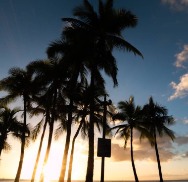 Arkalarında güneş batan palmiye ağaçları siluetleri Waikiki Sahili, Honolulu, Hawaii, ABD 'de çekildi.