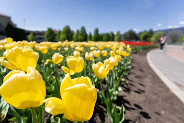 Жёлтые тюльпаны, снятые в Келоуне, Британская Колумбия, Канада — стоковое фото