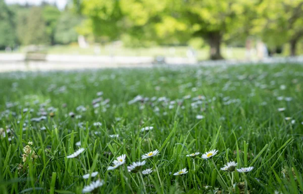 Di luar fokus tembakan bunga aster menyebar di antara rumput hijau, ditembak di Stanley Park, Vancouver, British Columbia, Kanada — Stok Foto