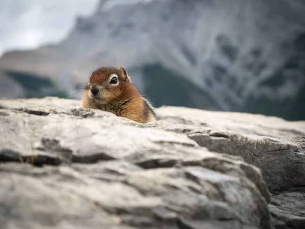 Meraklı sincap keşfi, Minnewanka Gölü, Banff Ulusal Parkı, Alberta, Kanada