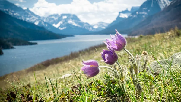 Vahşi çiçeklerin merdivenleri gölle ve arka planda dağlarla çevrili, Waterton Ulusal Parkı 'nda çekilmiş, Alberta, Kanada