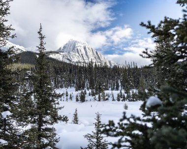 Ön planda orman, arka planda karlı dağ manzarası, Banff Ulusal Parkı, Alberta, Kanada
