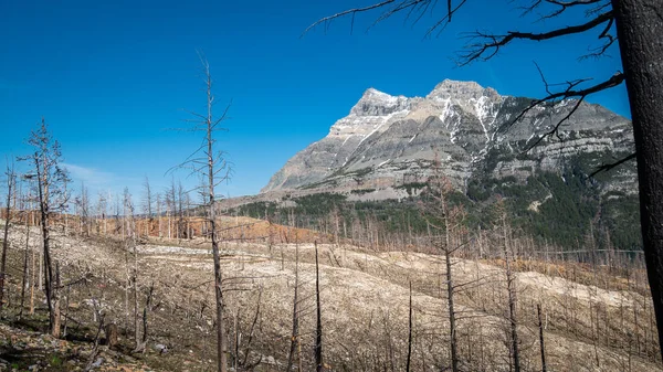 Yangınlar, Kanada, Alberta 'daki Waterton Ulusal Parkı' nda çekilen yanan ağaçlarla dağlık araziyi etkiledi.