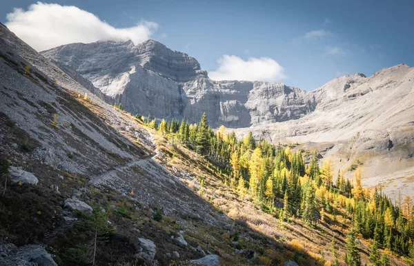 Caída en las Rocosas canadienses, laderas con coloridos alerces dorados rodeados de montañas, rodada en el sendero de los Lagos Galatea en Kananaskis, Alberta, Canadá —  Fotos de Stock