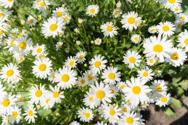 Çiçek açan papatyalar Princes Island Park, Calgary, Alberta, Kanada 'da çekildi.