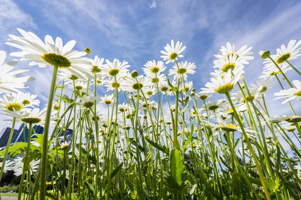 Bir demet çiçek, papatya, Princes Island Park, Calgary, Alberta, Kanada