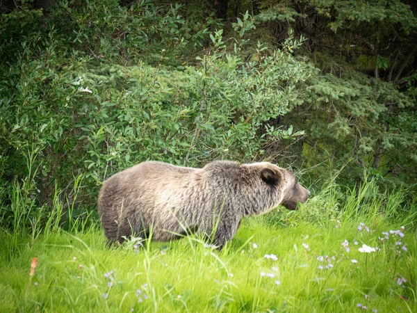 Retrato de urso jovem Grizzly capturado de curta distância, filmado em Canadian Rockies, Kananaskis Country, Canadá — Fotografia de Stock