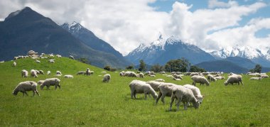 Yeşil çayırlarda otlayan koyun sürüsü. Arka planda dağlar var. Glenorchy, Yeni Zelanda 'da çekiliyor.