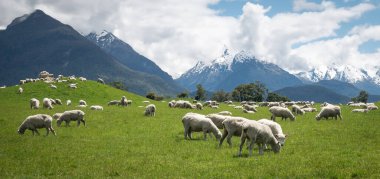 Herd of sheep grazing on the green meadows with mountains in backdrop, shot in Glenorchy, New Zealand clipart