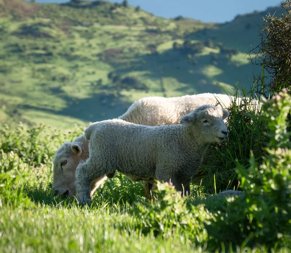 Adult sheep with young one on the green pasture, shot made in Wanaka, New Zealand — Stock Fotó