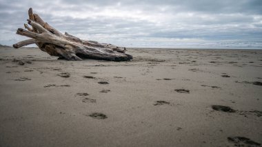 Plaj hala terk edilmiş ağaç gövdesiyle New Brighton Beach, Christchurch, Yeni Zealanda 'da bulutlu bir günde çekilmiş.