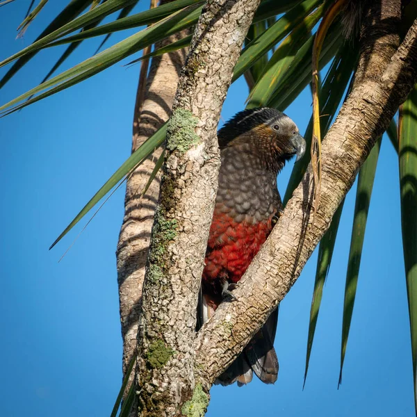 Ritka őshonos papagáj ül a faágak között. Lövöldözés Ulva Island-en, Stewart Island Rakiura területén, Új-Zéland — Stock Fotó