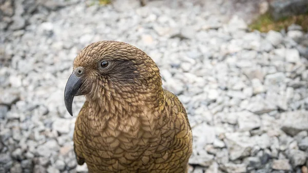 Perroquet de montagne posant. Gros plan de Nestor Kea indigène situé uniquement sur l'île du Sud de la Nouvelle-Zélande — Photo