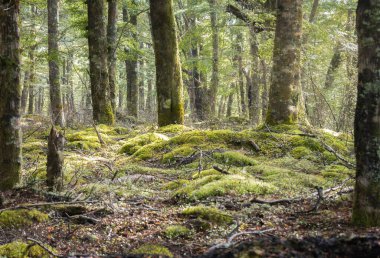 Yosun kaplı antik mistik orman. Kepler Track, Fiordland Ulusal Parkı, Yeni Zelanda