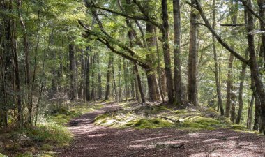 İçinden geçen yolu olan antik mistik orman. Kepler Track, Fiordland Ulusal Parkı, Yeni Zelanda