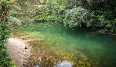Ormanda gizlenmiş tropik havuz. Abel Tasman Ulusal Parkı, Yeni Zelanda 'da çekildi.