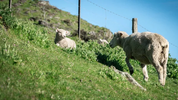 Adult sheep with young one on the green pasture, shot made in Wanaka, New Zealand — Stock Fotó