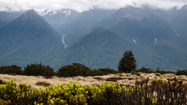 Vista sobre montañas cubiertas por densos bosques, colmillos secos en primer plano. Tiro en Kepler Track, Parque Nacional Fiordland, Nueva Zelanda — Foto de Stock