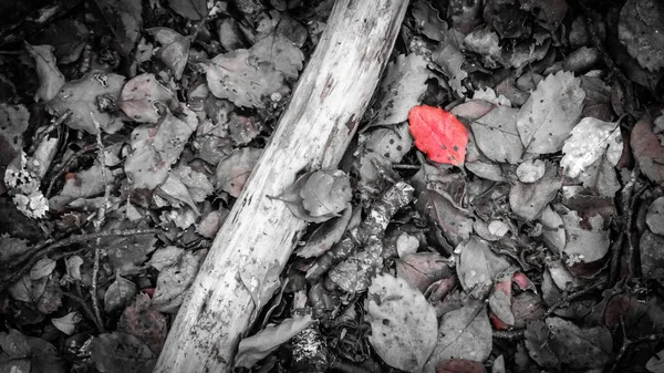 Чорно-біла вершина вниз фотографія листя лісу з червоного кольорового, знятого в Мавора-Лейкс, Нова Зеландія. — стокове фото