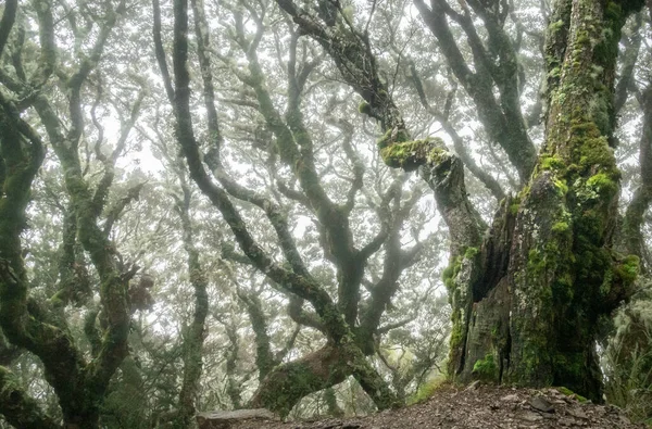Strašidelný les s drsnými stromy pořízen během mlhavých podmínek na Kepler Track, Fiordland National Park, Nový Zéland — Stock fotografie